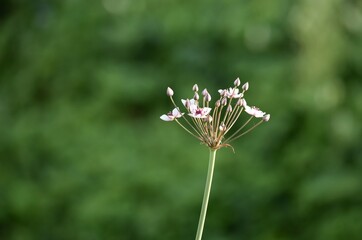 flower inflorescence Susak umbelliferous on a green background