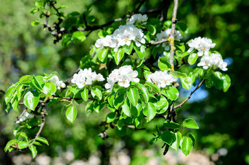 blooming apple tree with white flowers