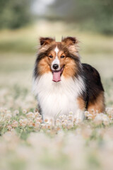 Adorable dog in blooming. Dog with flowers. Bright and positive spring or summer pet concept