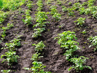 Straight rows of vegetable beds in a potato field. Organic eco farming. Green young potato plantations