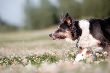 Herding dog. Border collie dog hearding a flock