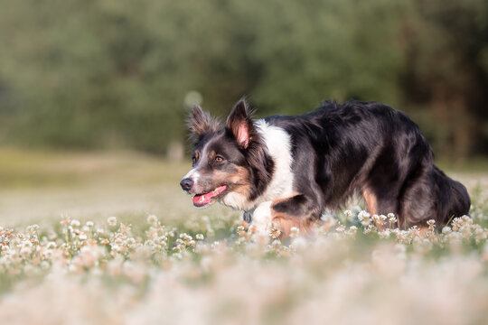 Herding dog. Border collie dog hearding a flock