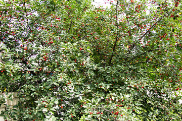 Red cherries ripen in the garden of Aunt Grunya Ukraine