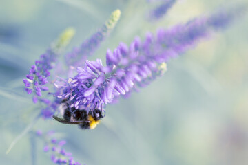 cute bumblebee sprinkles purple flower close up