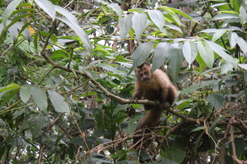 capucin dans la jungle 