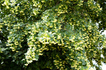Linden tree blossoms in summer Ukraine