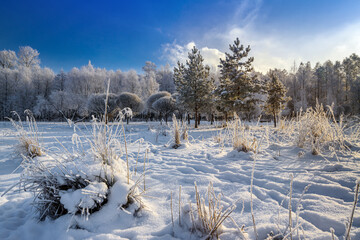 Winter landscape in a snowy park