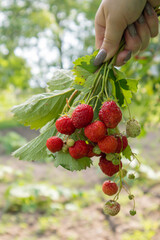 Summer ripe fresh juicy strawberries with leaves in the garden. Copy space. Strawberry field on a fruit farm. Fresh ripe organic strawberries on a berry plantation.