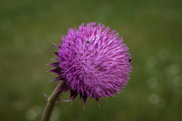 Lila  Violette Blüte Knopse einer Stachel-Distel im Detail Macroaufnahme