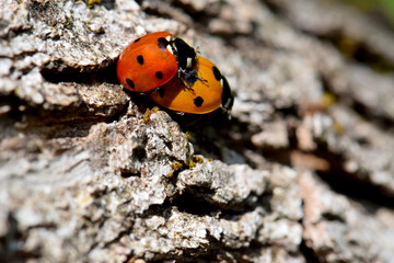 Ladybug Beetle Sex 06