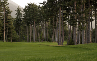 golf course with pine trees