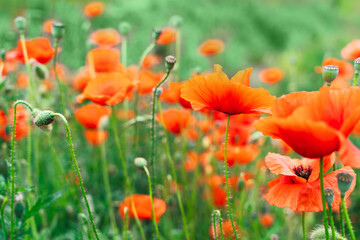 Fototapeta na wymiar field of poppy flowers