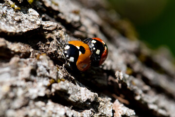 Ladybug Beetle Sex 07