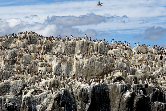 Guillemots sanctuary in Farne Islands - United Kingdom