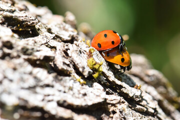 Ladybug Beetle Sex 10