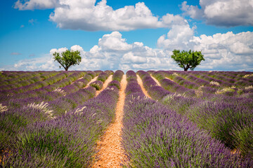 Fototapeta premium Champ de Lavandes sur le plateau de Valensole