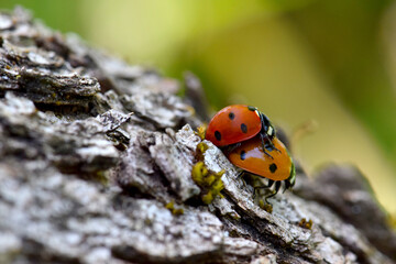 Ladybug Beetle Sex 13