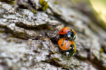 Ladybug Beetle Sex 14