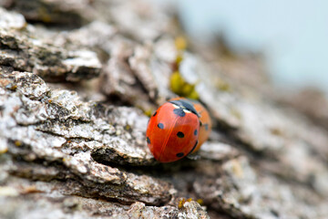 Ladybug Beetle Sex 17