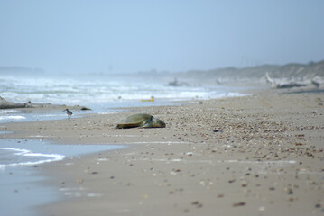 turtle at the beach