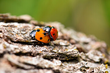 Ladybug Beetle Sex 18