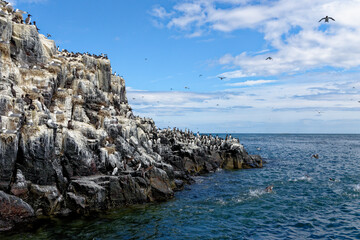 Guillemots sanctuary in Farne Islands - United Kingdom