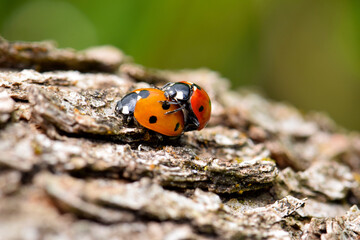 Ladybug Beetle Sex 22