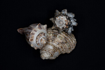 spiral seashells centered on black background