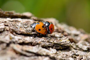 Ladybug Beetle Sex 23
