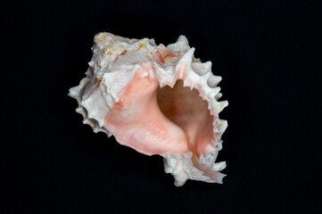white and pink seashell centered on black background 