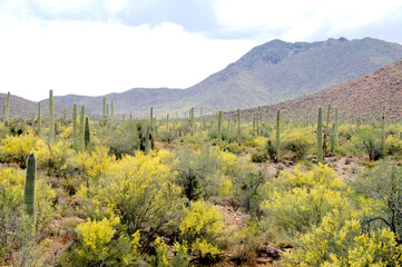 Fototapeta na wymiar Saguaro Cactus and Palo Verde trees in bloom in Arizona