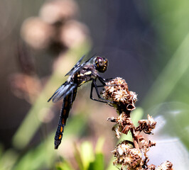 dragonfly on a branch