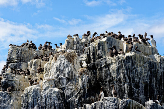 Guillemots sanctuary in Farne Islands - United Kingdom
