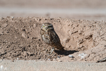 Burrowing Owl in Imperial Valley, California

