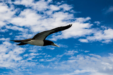 seagull in the sky