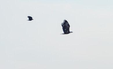 Defend What Is Yours: A Small Bird Chases off a Bald Eagle Many Times Its Size