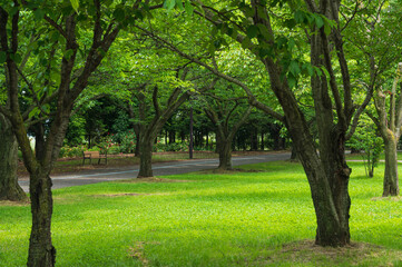 Fototapeta na wymiar 初夏の信州スカイパーク　桜の木