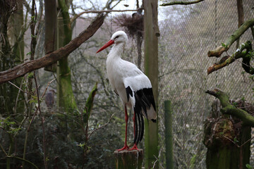 Jungstorch im Gehege
