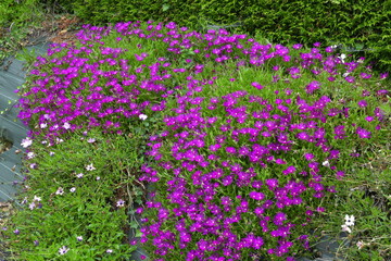 Beautiful flowers on Brehat island in brittany. France