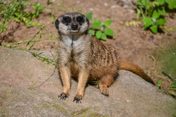 Meerkat