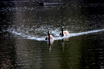 kanadische Stockente im See