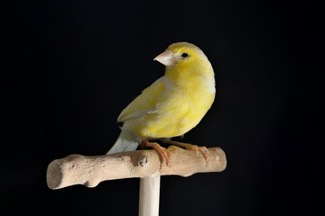 Portrait of yellow female canary stand on wooden perch isolated on black background with copy...