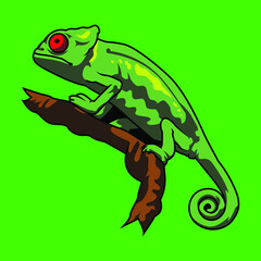 Fototapeta premium Chameleons are a family of lizards. Most can change the colour of their skins for camouflage, or to signal mood to other chameleons.