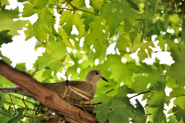 A hidden dove lies in a nest on eggs in a vineyard on a sunny summer day. Bird and animal concept