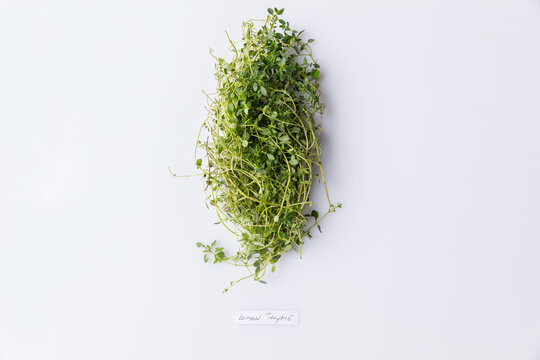 Bunch Of Lemon Thyme Isolated On White