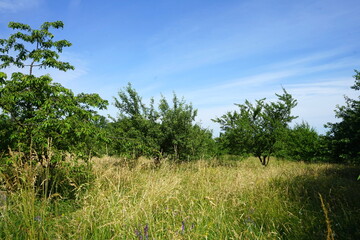 Fototapeta na wymiar Obstbäume in einer Streuobstwiese im Sommer