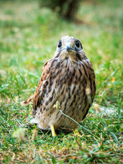 Falcon on the grass, Bird in the green grass on the ground