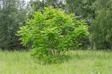 Small Manchurian walnut tree or Juglans mandshurica in city park on a summer day