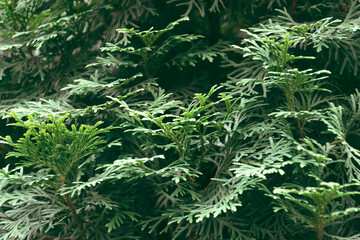 Natural green leaves texture in the forest close up. foliage natural floral background of fir in sunlight. close-up