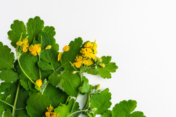 Yellow flowers and green leaves of celandine on a white background.